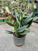Zdjęcie rosliny doniczkowej Philodendron Cobra, ujęcie 1