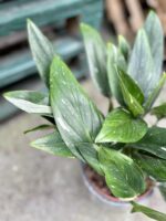 Zdjęcie rosliny doniczkowej Philodendron Cobra, ujęcie 2