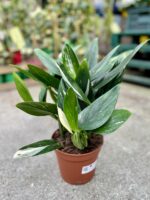 Zdjęcie rosliny doniczkowej Philodendron Cobra, ujęcie 3