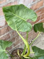Zdjęcie rośliny Philodendron giganteum, ujęcie 1