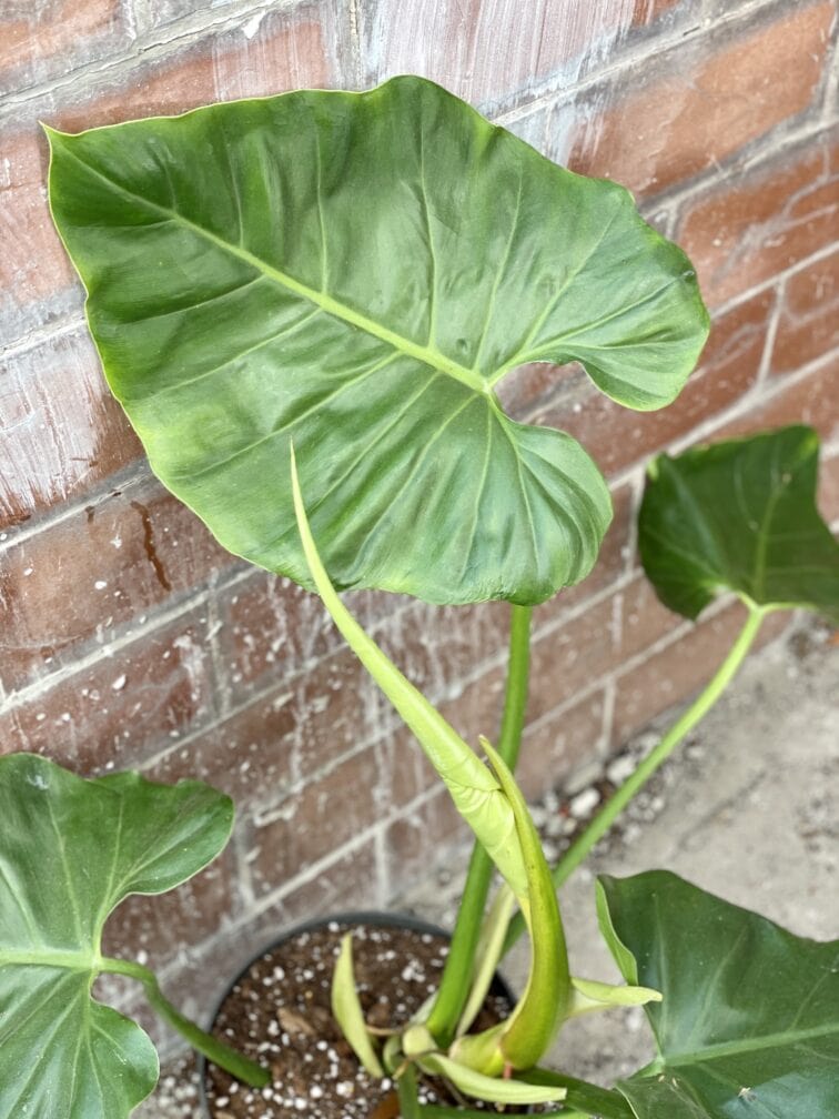 Zdjęcie rośliny Philodendron giganteum, ujęcie 1