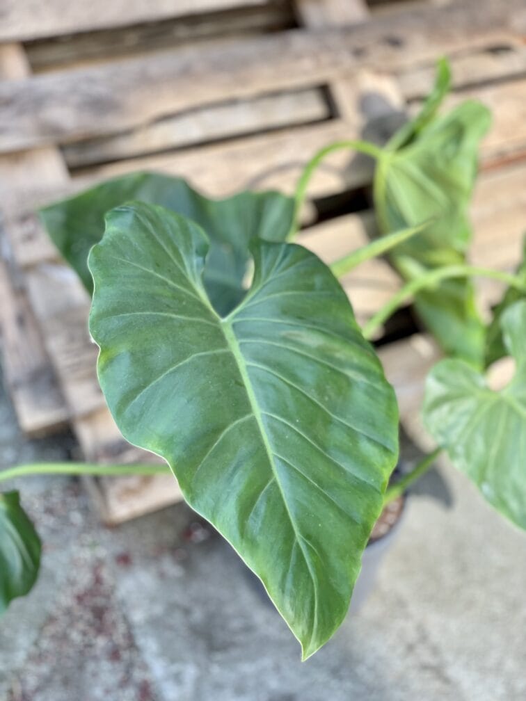 Zdjęcie rośliny Philodendron giganteum, ujęcie 2
