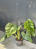 Zdjęcie rośliny Philodendron giganteum, ujęcie 3