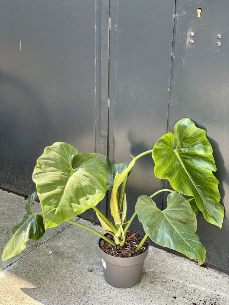 Zdjęcie rośliny Philodendron giganteum, ujęcie 3