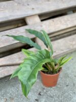 Zdjęcie rosliny doniczkowej Philodendron Narrow Variegata, ujęcie 2