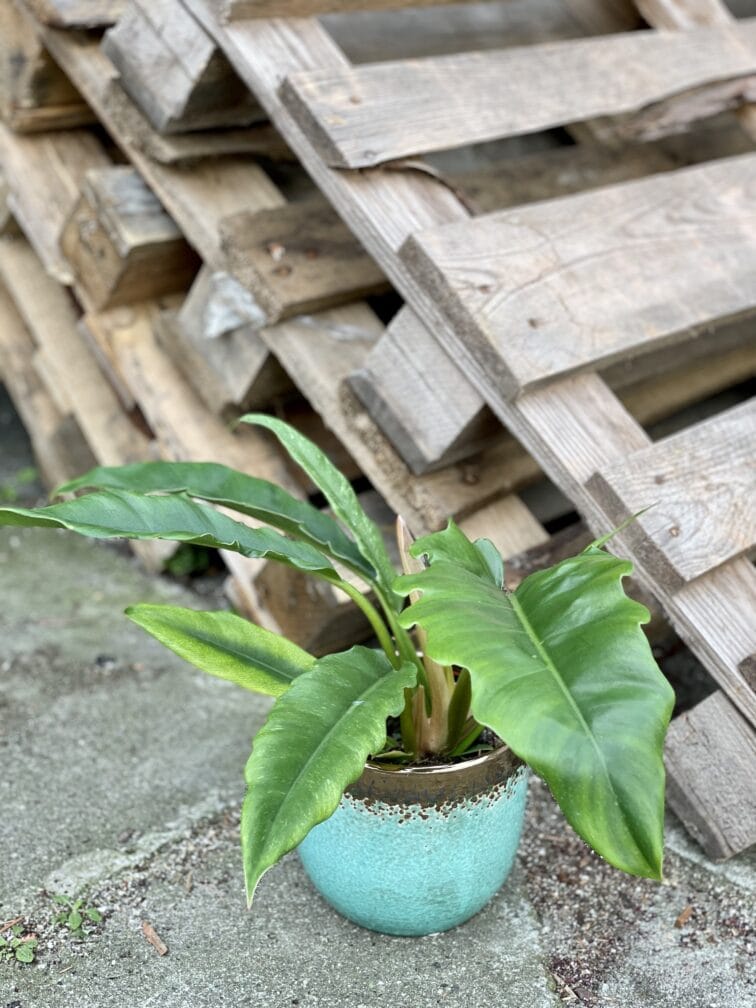 Zdjęcie rosliny doniczkowej Philodendron Narrow, ujęcie 1