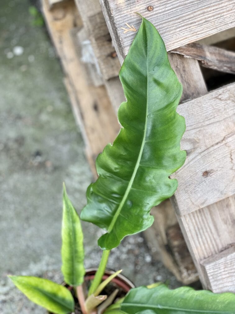 Zdjęcie rosliny doniczkowej Philodendron Narrow, ujęcie 3
