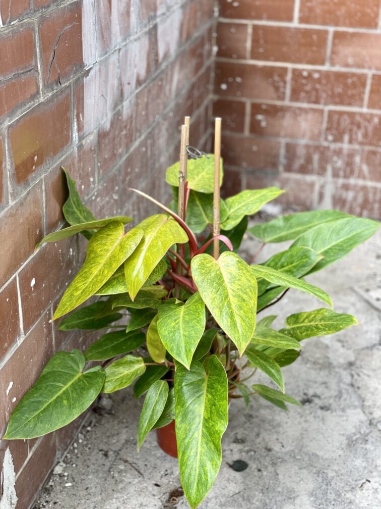 Zdjęcie rośliny Philodendron Painted Lady, ujęcie 1