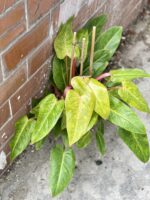 Zdjęcie rośliny Philodendron Painted Lady, ujęcie 2