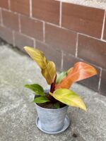 Zdjęcie rośliny Philodendron Prince of Orange, ujęcie 2