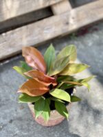 Zdjęcie rośliny Philodendron Prince of Orange, ujęcie 1