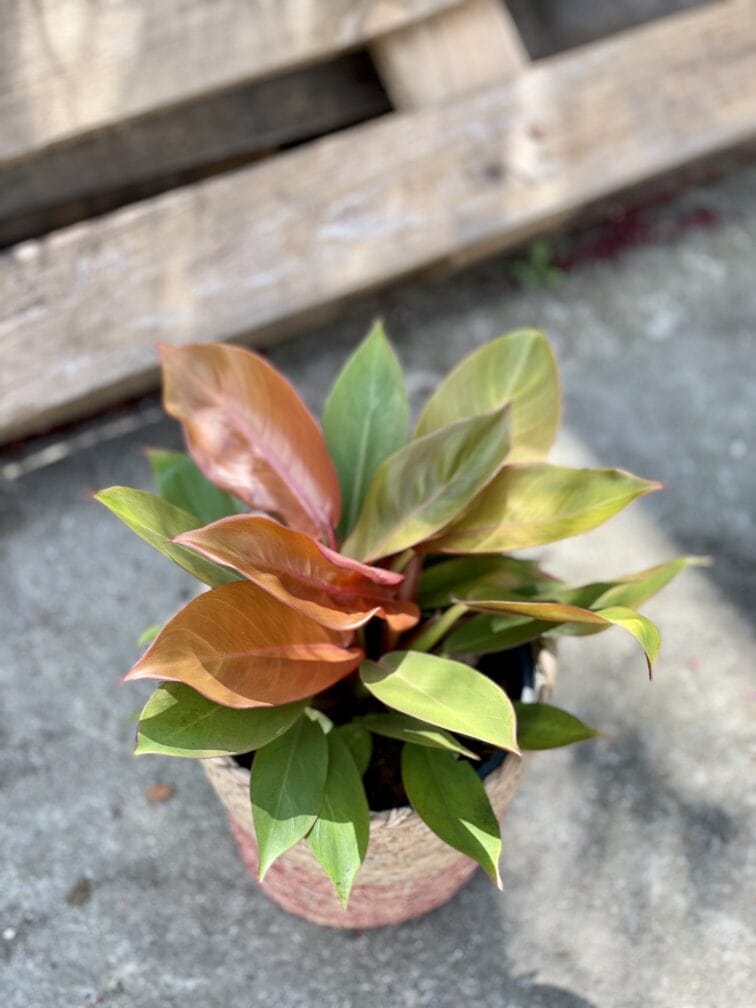 Zdjęcie rośliny Philodendron Prince of Orange, ujęcie 1
