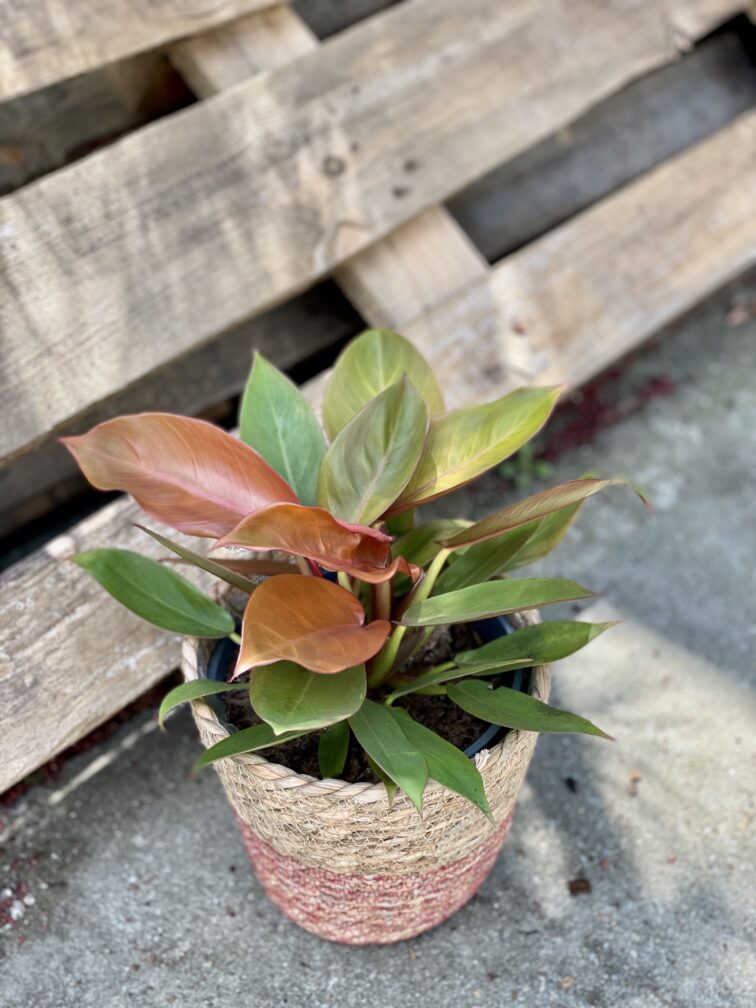 Zdjęcie rośliny Philodendron Prince of Orange, ujęcie 2