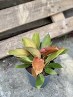 Zdjęcie rośliny Philodendron Prince of Orange, ujęcie 3