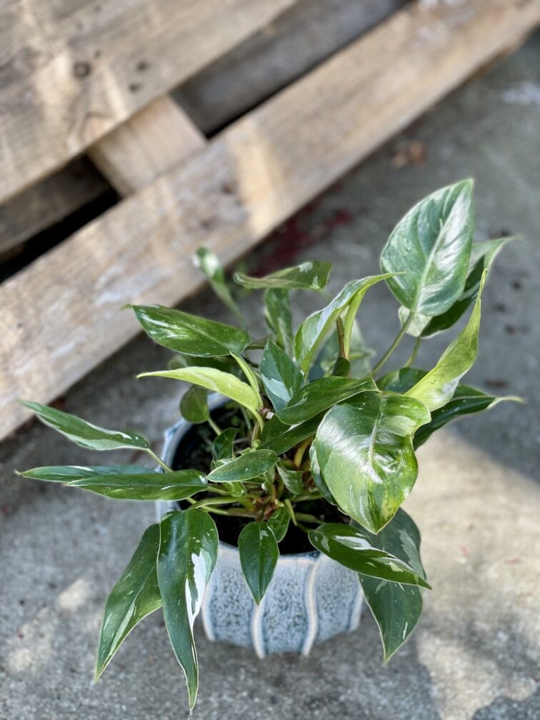 Zdjęcie rośliny Philodendron White Princess, ujęcie 1