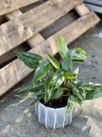 Zdjęcie rośliny Philodendron White Princess, ujęcie 2