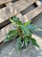 Zdjęcie rośliny Philodendron White Princess, ujęcie 3