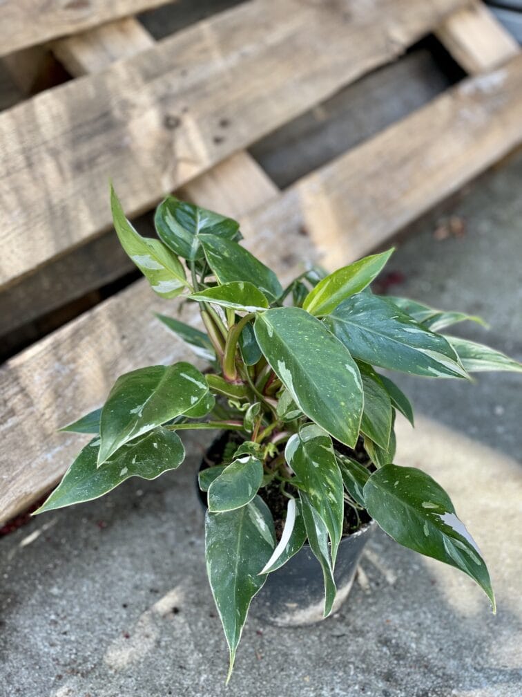 Zdjęcie rośliny Philodendron White Princess, ujęcie 3