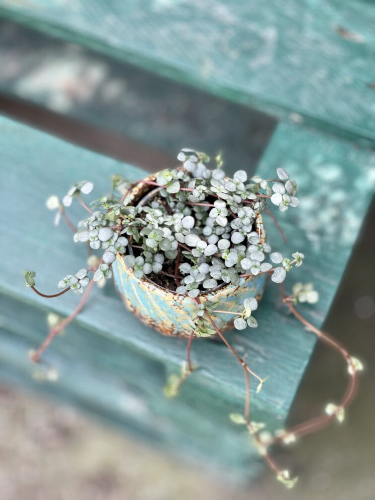 pilea-glaucophylla-greyzy_6x15-1_1650708680.jpg Zdjęcie rośliny Pilea Glaucophylla Greyzy, ujęcie 1