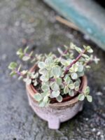 Zdjęcie rośliny Portulacaria Afra variegata, ujęcie 1