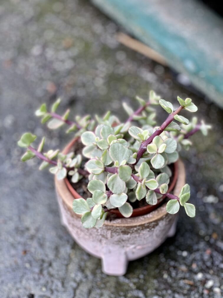 portulacaria-afra-variegata_10x15-1_1649493387.jpg Zdjęcie rośliny Portulacaria Afra variegata, ujęcie 1