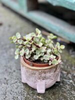 Zdjęcie rośliny Portulacaria Afra variegata, ujęcie 2