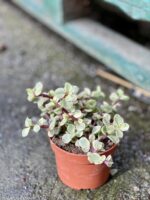 Zdjęcie rośliny Portulacaria Afra variegata, ujęcie 3