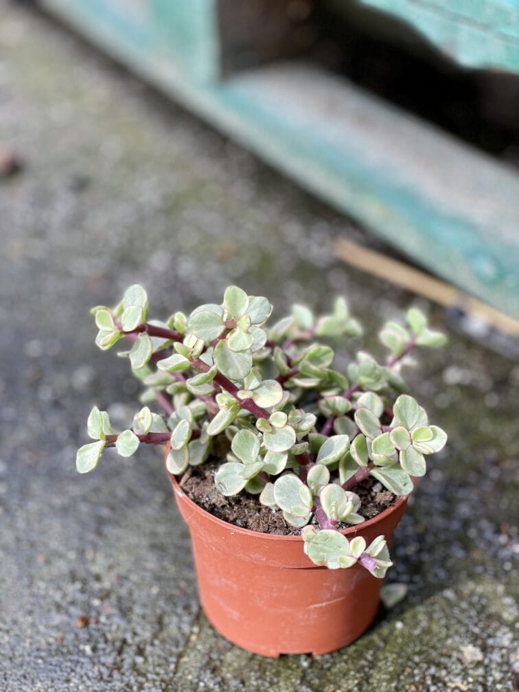 Zdjęcie rośliny Portulacaria Afra variegata, ujęcie 3