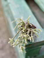 Zdjęcie rośliny Rhipsalis Pilocarpa, ujęcie 1