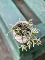 Zdjęcie rośliny Rhipsalis Pilocarpa, ujęcie 2