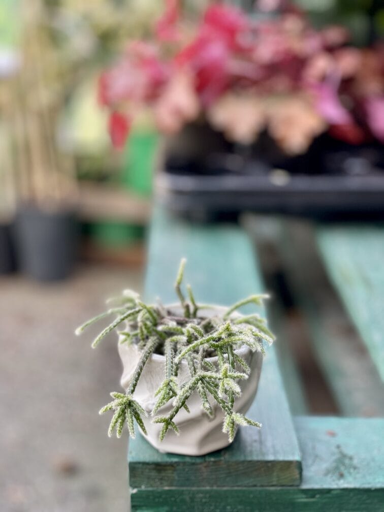 Zdjęcie rośliny Rhipsalis Pilocarpa, ujęcie 3