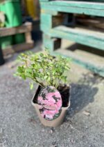 Zdjęcie rośliny Rosa spelarosa The Fairy (Róża okrywowa), ujęcie 2