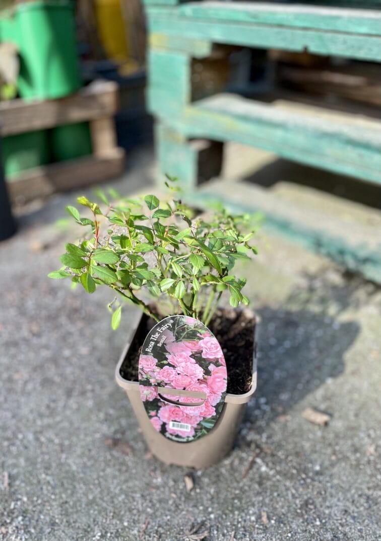 Zdjęcie rośliny Rosa spelarosa The Fairy (Róża okrywowa), ujęcie 2