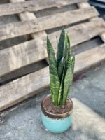Zdjęcie rośliny Sansevieria Black Coral, ujęcie 1