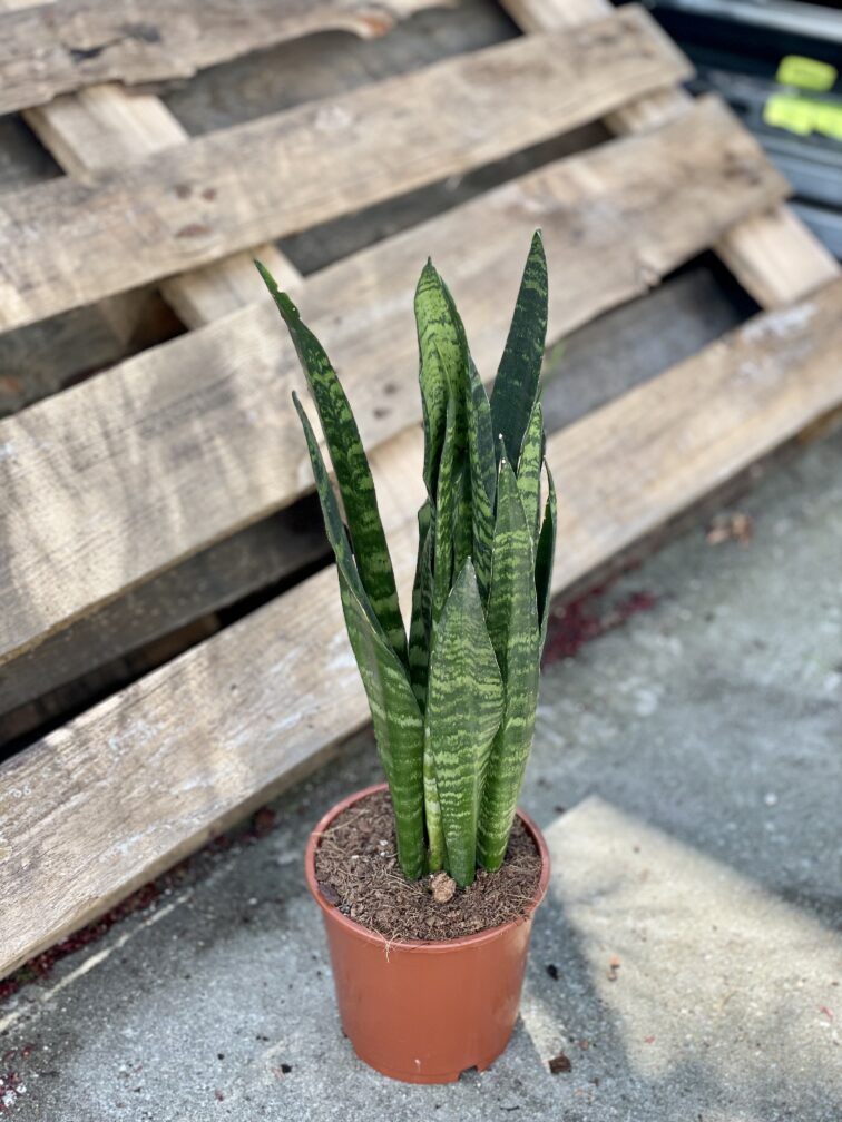 Zdjęcie rośliny Sansevieria Black Coral, ujęcie 2