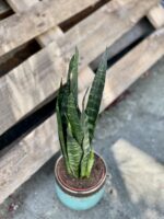 Zdjęcie rośliny Sansevieria Black Coral, ujęcie 3