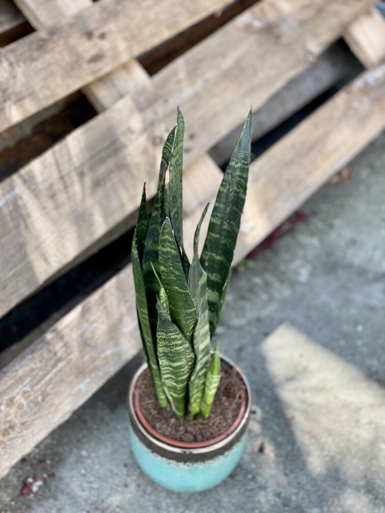Zdjęcie rośliny Sansevieria Black Coral, ujęcie 3