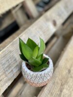 Zdjęcie rośliny Sansevieria Black Jade, ujęcie 1
