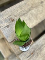Zdjęcie rośliny Sansevieria Black Jade, ujęcie 2