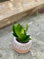 Zdjęcie rośliny Sansevieria Black Jade, ujęcie 3