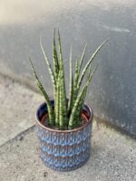 Zdjęcie rośliny Sansevieria Fernwood Mikado, ujęcie 1