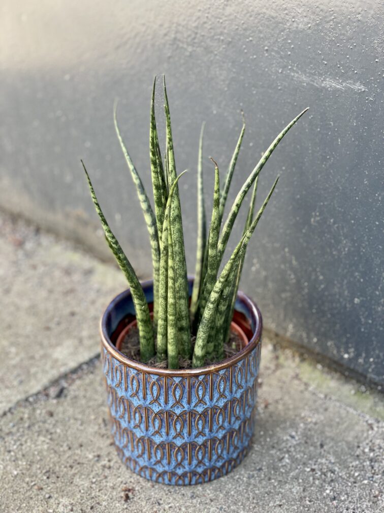 sansevieria-fernwood-mikado_10x30-1_1648130285.jpg Zdjęcie rośliny Sansevieria Fernwood Mikado, ujęcie 1