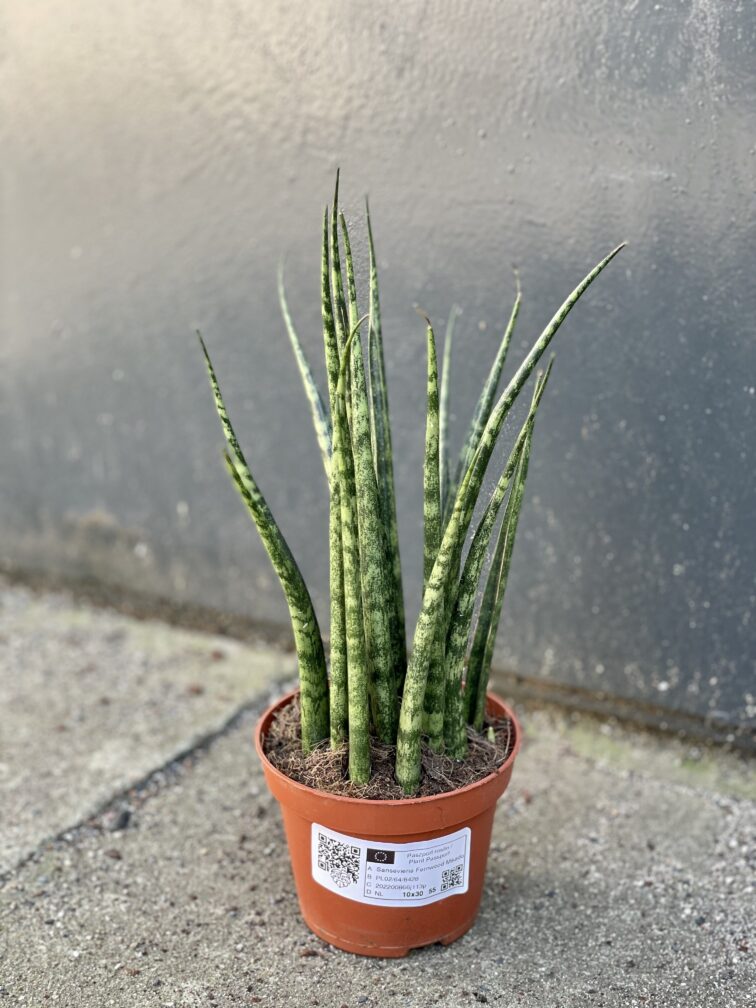 Zdjęcie rośliny Sansevieria Fernwood Mikado, ujęcie 2