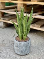Zdjęcie rośliny Sansevieria Javanica, ujęcie 1