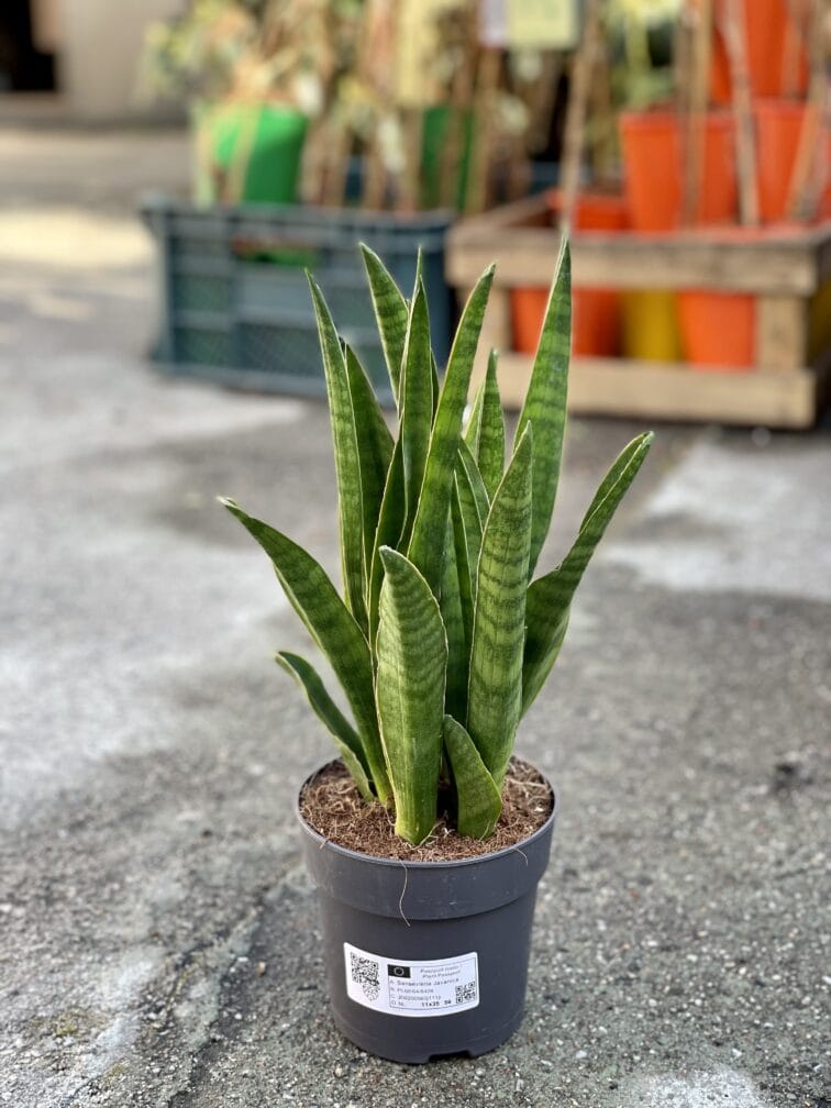 Zdjęcie rośliny Sansevieria Javanica, ujęcie 2