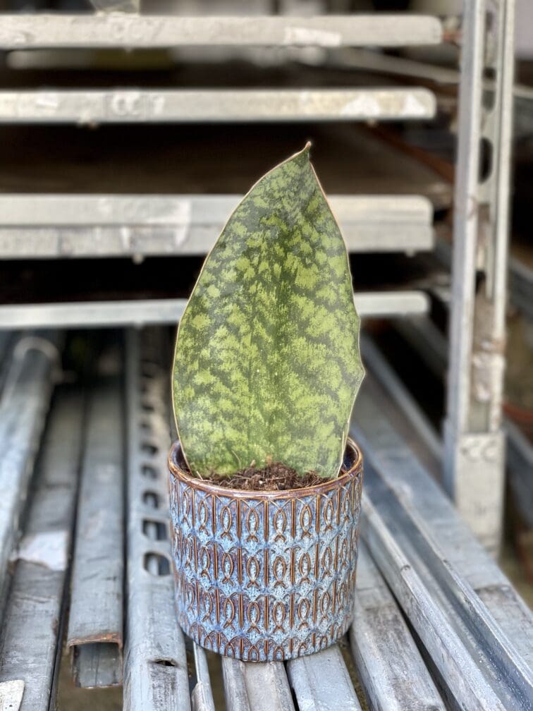 sansevieria-masoniana_10x30-1_1650699756.jpg Zdjęcie rośliny Sansevieria Masoniana, ujęcie 1