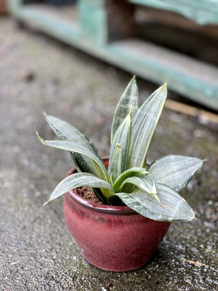 sansevieria-silver-frost-hahnii_9x18-1_1649493411.jpg Zdjęcie rośliny Sansevieria Silver Frost Hahnii, ujęcie 1