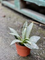 Zdjęcie rośliny Sansevieria Silver Frost Hahnii, ujęcie 2