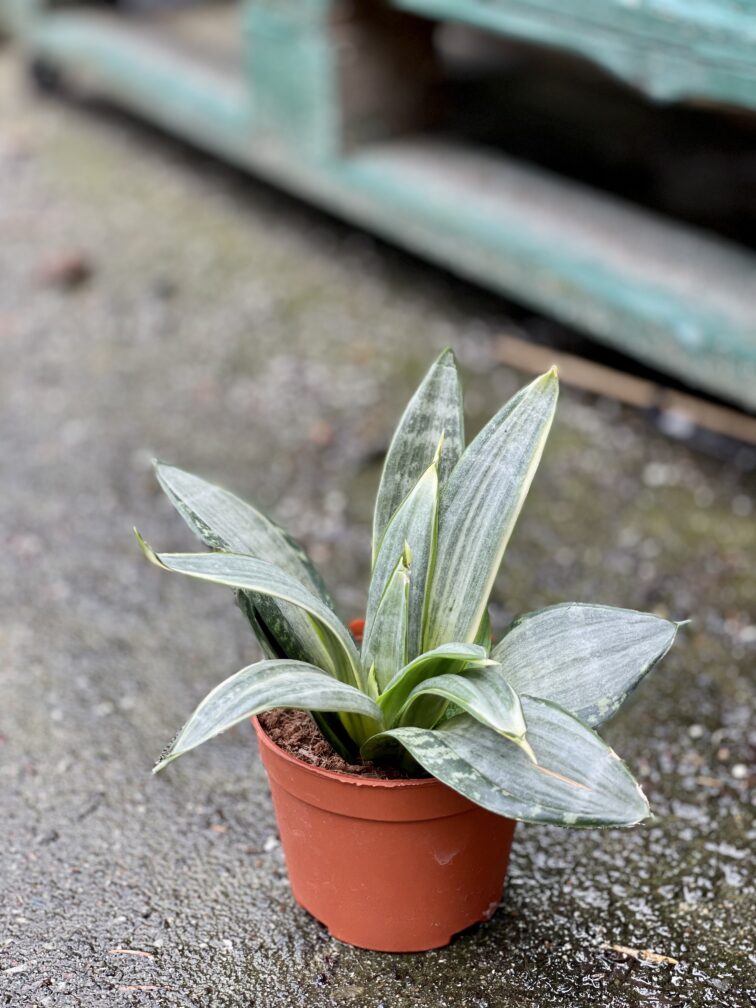 Zdjęcie rośliny Sansevieria Silver Frost Hahnii, ujęcie 2
