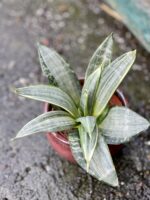 Zdjęcie rośliny Sansevieria Silver Frost Hahnii, ujęcie 3